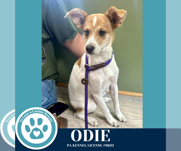 Medium Photo #2 Mutt Puppy For Sale in Kimberton, PA, USA