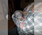 Small Photo #4 Doberman Pinscher Puppy For Sale in LAGUNA BEACH, CA, USA