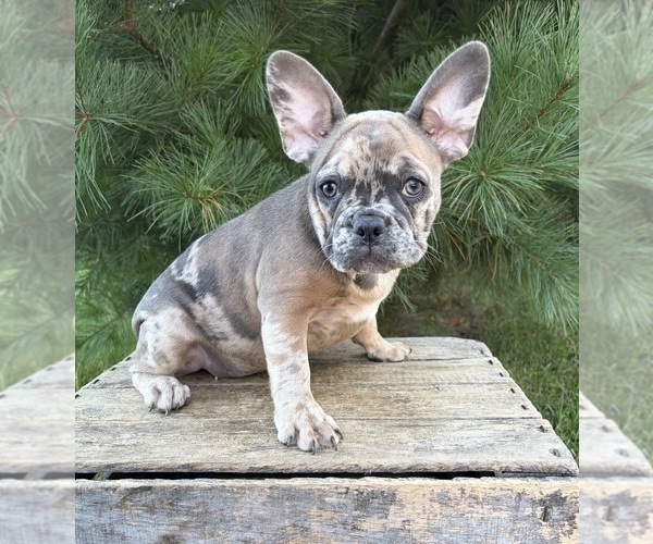 Medium Photo #3 French Bulldog Puppy For Sale in MIDDLEBURY, IN, USA