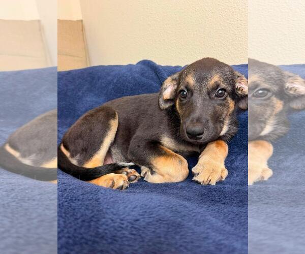 Medium Photo #4 Labrottie Puppy For Sale in Rockwall, TX, USA