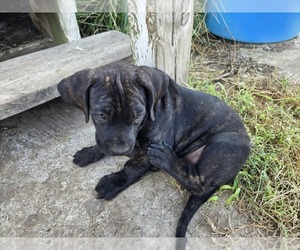Brazilian Mastiff Puppy for sale in BIG CABIN, OK, USA