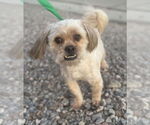 Small #2 Shih Tzu Mix