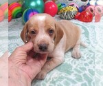 Small #5 Beagle