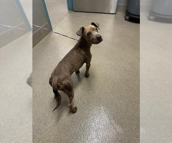 Medium Photo #1 Mutt Puppy For Sale in Las Vegas, NV, USA