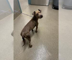 Mutt Dogs for adoption in Las Vegas, NV, USA