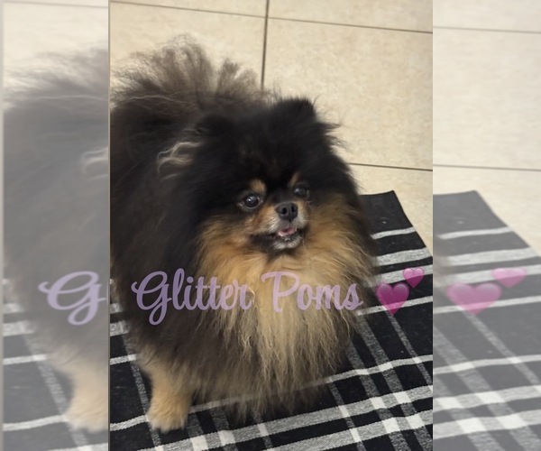 Medium Photo #1 Pomeranian Puppy For Sale in LEHIGH ACRES, FL, USA