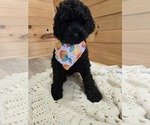 Image preview for Ad Listing. Nickname: Midnight