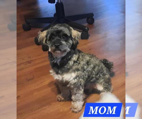 Medium Photo #11 Maltipoo (Miniature) Puppy For Sale in BROOKFIELD, MO, USA