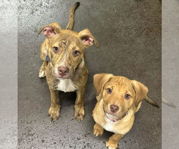 Medium Photo #2 Mutt Puppy For Sale in Evansville, IN, USA