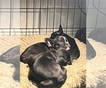 Small Photo #17 French Bulldog Puppy For Sale in CLARKS SUMMIT, PA, USA