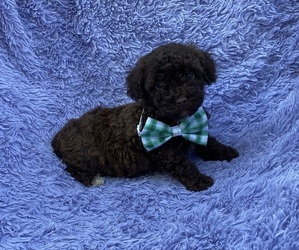 Poodle (Toy) Puppy for sale in CAMPBELLSVILLE, KY, USA