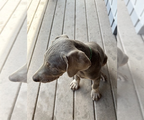 Medium Photo #1 Doberman Pinscher Puppy For Sale in VALLEY, WA, USA