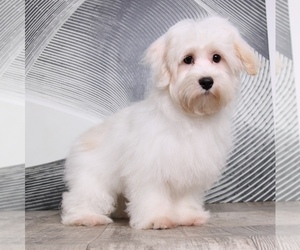 Havamalt Puppy for sale in WESTPOINT, IN, USA