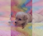 Small Photo #92 Yorkshire Terrier Puppy For Sale in AKRON, OH, USA