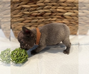 French Bulldog Puppy for sale in CHANNELVIEW, TX, USA