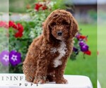 Small #5 Goldendoodle (Miniature)