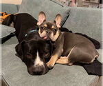 Small #1 American Pit Bull Terrier