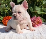 Small #5 French Bulldog