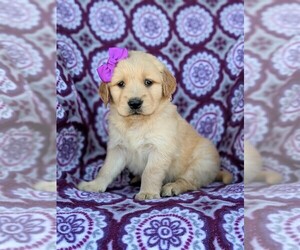 Golden Retriever Puppy for sale in OXFORD, PA, USA
