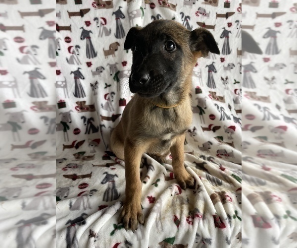 Medium Photo #3 Belgian Malinois Puppy For Sale in LANCASTER, PA, USA