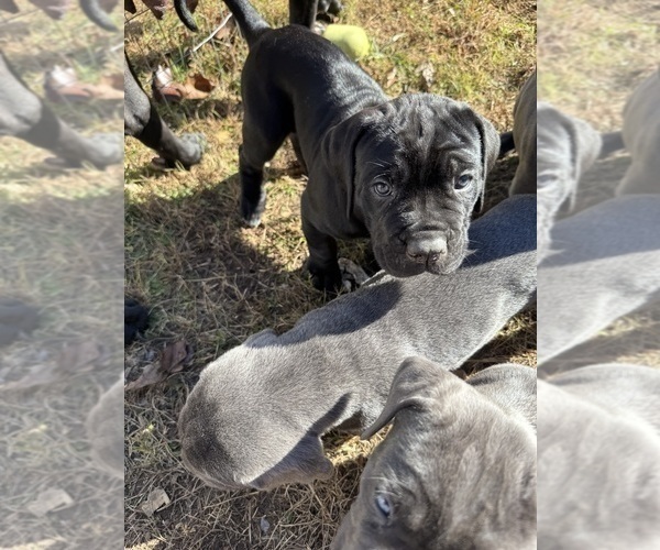 Medium Photo #30 Cane Corso Puppy For Sale in COLONIAL HEIGHTS, VA, USA