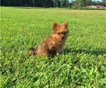 Small Photo #11 Yoranian Puppy For Sale in LEWISBURG, KY, USA