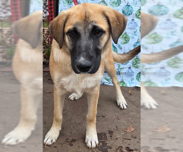 Medium Photo #2 German Shepherd Dog-Unknown Mix Puppy For Sale in Decatur, GA, USA