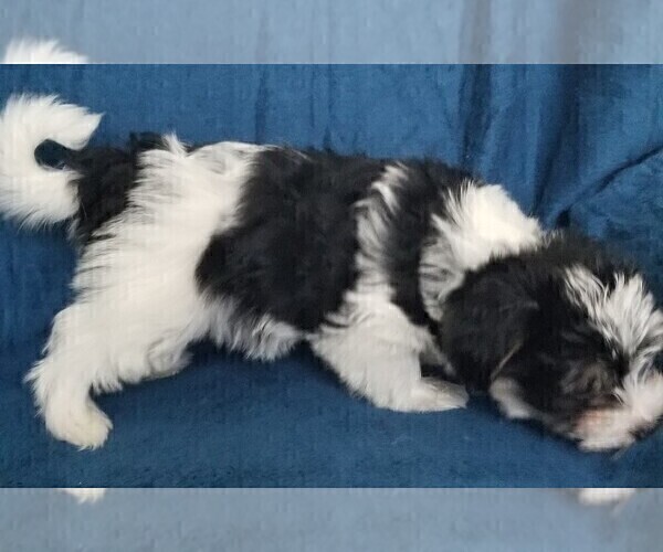 Medium Photo #13 Morkie Puppy For Sale in HOLLAND, MI, USA