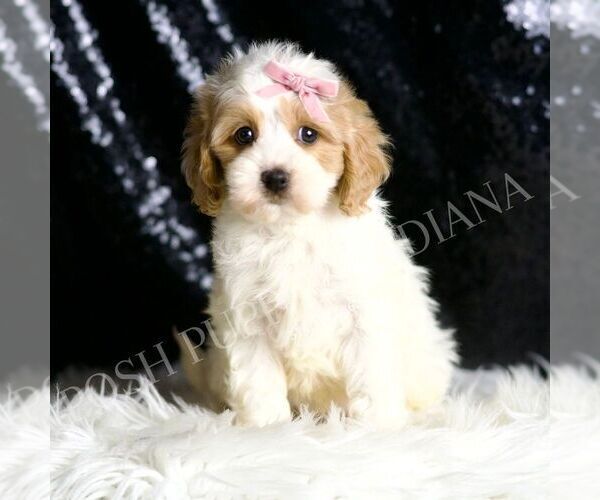 Medium Photo #1 Cavapoo Puppy For Sale in WARSAW, IN, USA