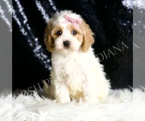 Medium Cavapoo