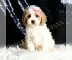 Puppy Brioche F1 Cavapoo