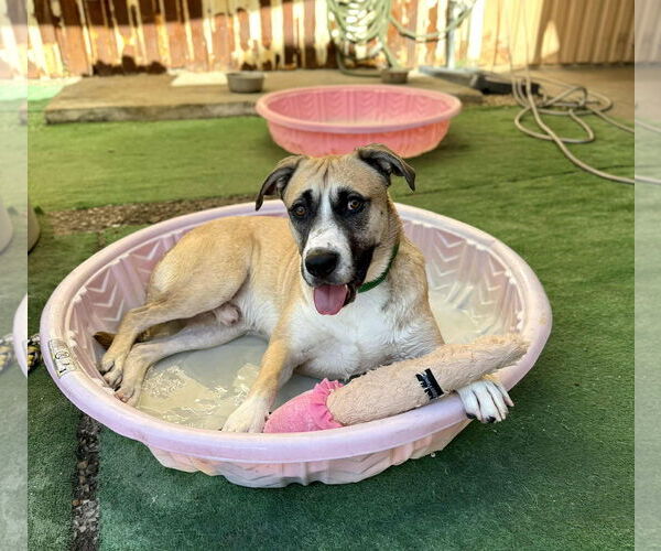 Medium Photo #5 American Staffordshire Terrier-Siberian Husky Mix Puppy For Sale in phoenix, AZ, USA