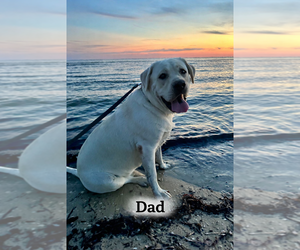 Father of the Labrador Retriever puppies born on 01/03/2026