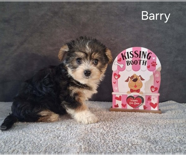 Medium Photo #2 Yo-Chon Puppy For Sale in MOUNT PLEASANT, MI, USA