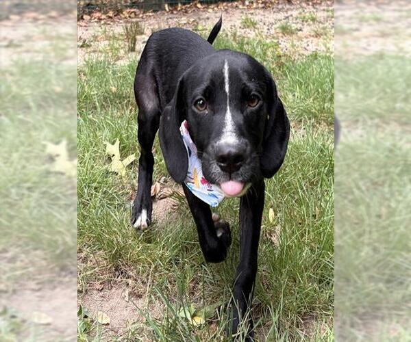 Medium Photo #1 Labrador Retriever-Unknown Mix Puppy For Sale in Brewster, MA, USA