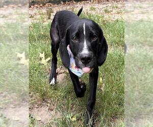 Medium Labrador Retriever Mix