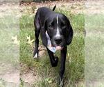 Small Labrador Retriever Mix