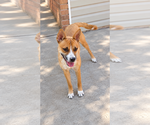 Small Photo #2 German Shepherd Dog-Unknown Mix Puppy For Sale in MIDWAY, UT, USA