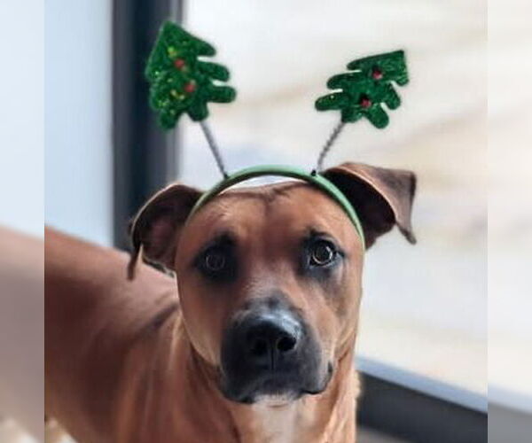 Medium Photo #1 Black Mouth Cur Puppy For Sale in Canton, CT, USA