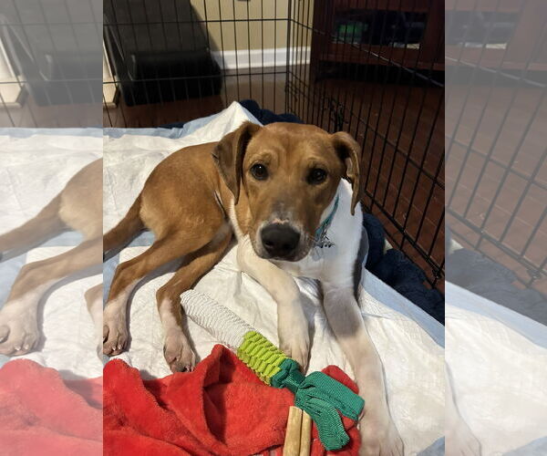 Medium Photo #2 Mutt Puppy For Sale in Ball Ground, GA, USA