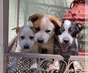 Australian Cattle Dog Puppy for sale in POST FALLS, ID, USA