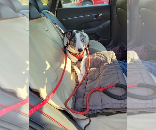 Medium Photo #2 Catahoula Leopard Dog-Pointer Mix Puppy For Sale in Salt Lake City, UT, USA