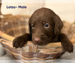 Small #2 Labradoodle