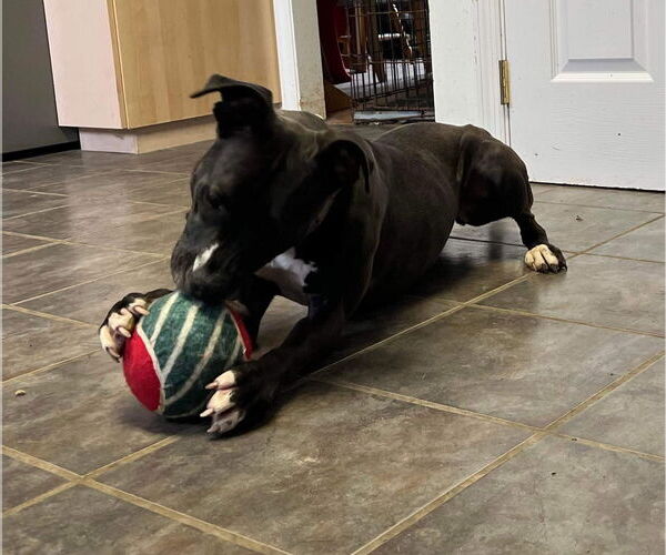 Medium Photo #15 American Pit Bull Terrier-Unknown Mix Puppy For Sale in Germantown, OH, USA