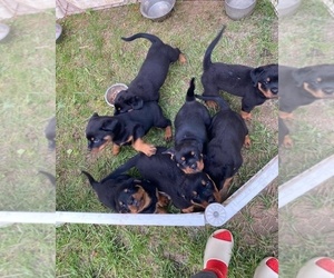 Rottweiler Puppy for Sale in LITHONIA, Georgia USA