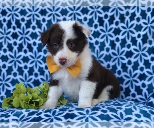 Medium Photo #1 Australian Shepherd Puppy For Sale in LAKELAND, FL, USA