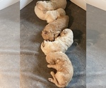 Small Photo #2 Golden Retriever Puppy For Sale in JACKSONVILLE, NC, USA