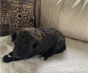 Poodle (Miniature) Puppy for sale in ORCHARDS, WA, USA