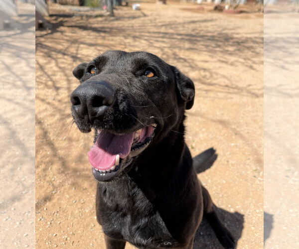 Medium Photo #10 Labrador Retriever Puppy For Sale in Apple Valley, CA, USA