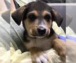 Small German Shepherd Dog